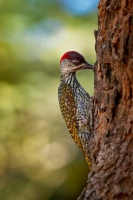 Datel zlatoocasy - Campethera abingoni - Golden-tailed Woodpecker o6068-1